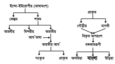 Photo of বাংলা ভাষার উৎপত্তি কোন ভাষা থেকে এসেছে? প্রাচীন শিকড়ের গভীর বিশ্লেষণ