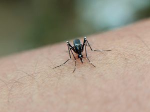 dengue fever paragraph